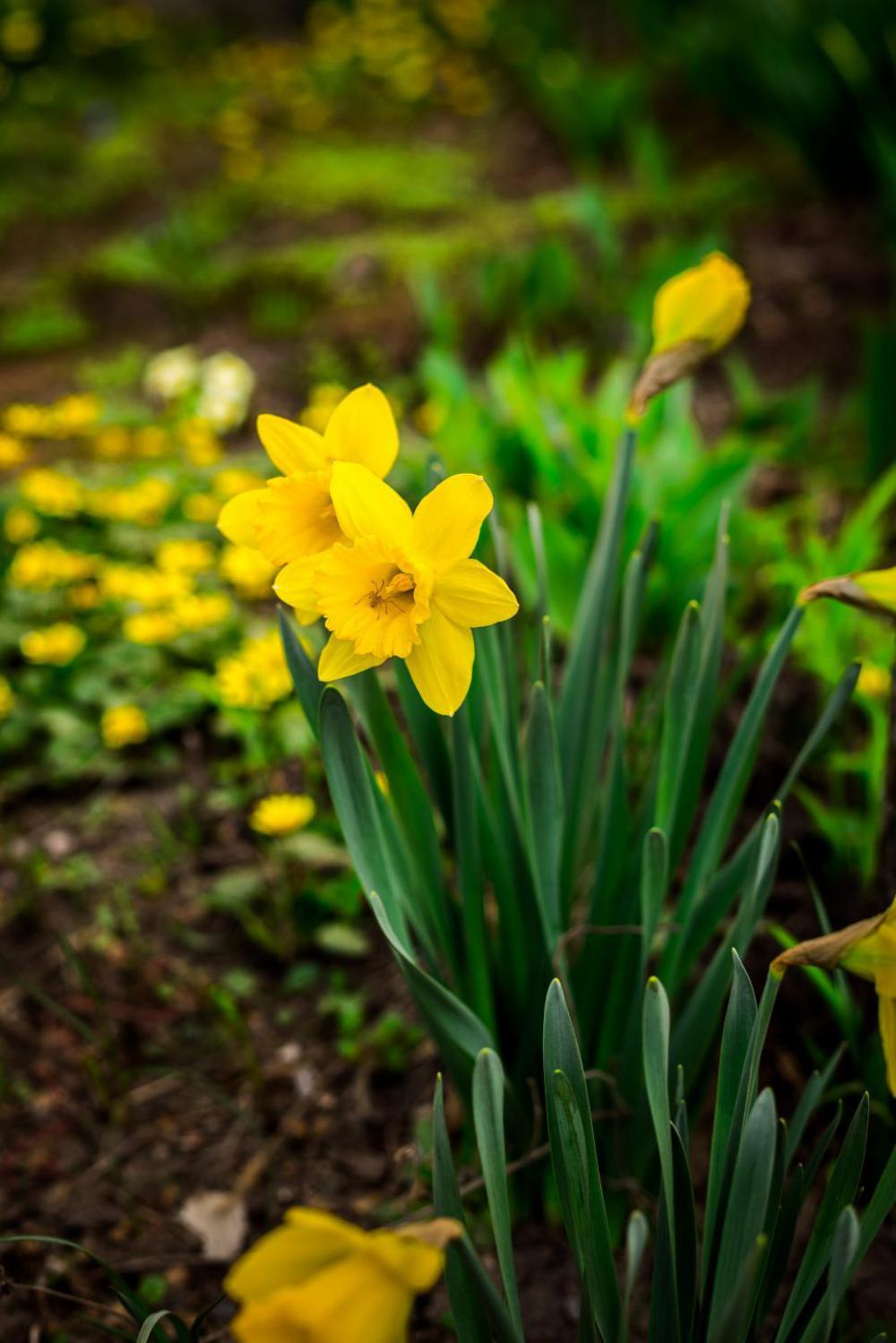 Close up of daffodil flowers Close up of daffodil flowers