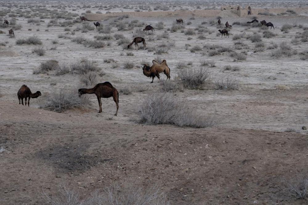 animal desert animal desert