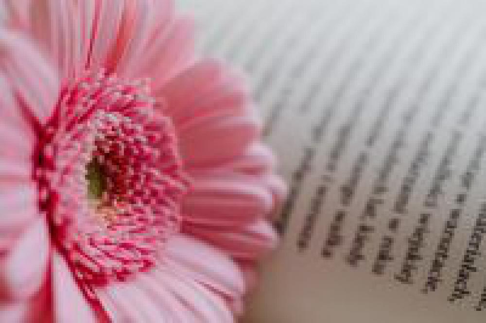 Gerbera & Book Gerbera & Book