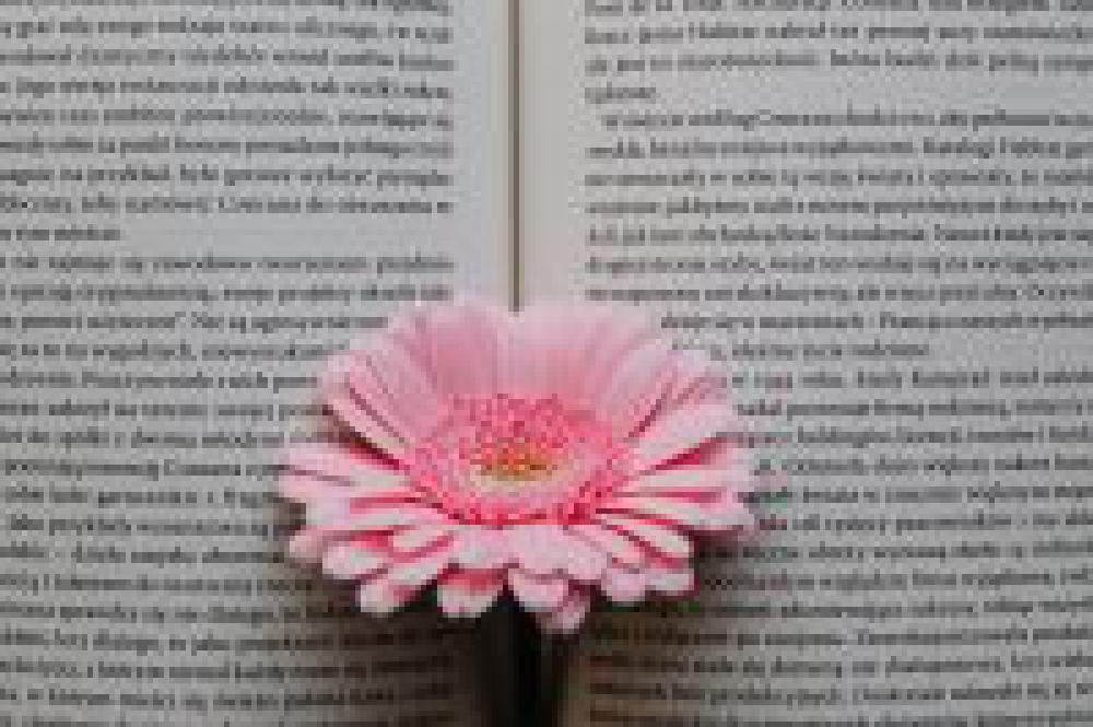 Gerbera & Book Gerbera & Book