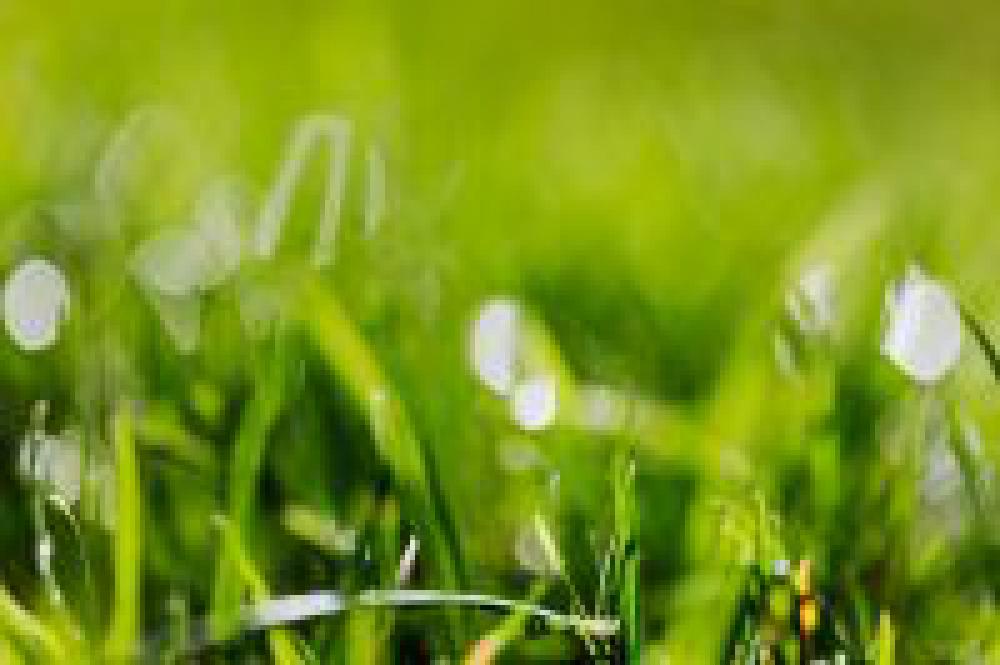 Spring Grass Spring Grass