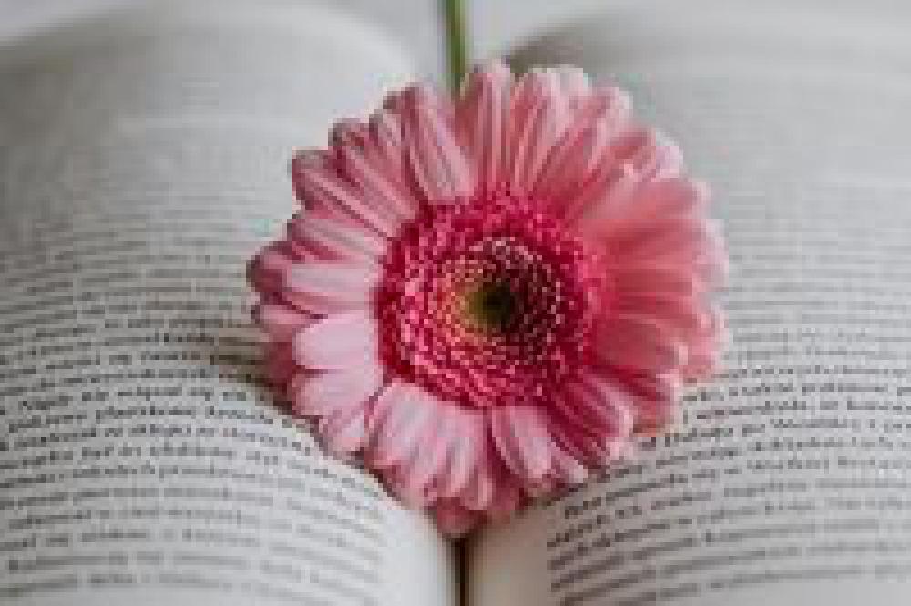 Gerbera & Book Gerbera & Book