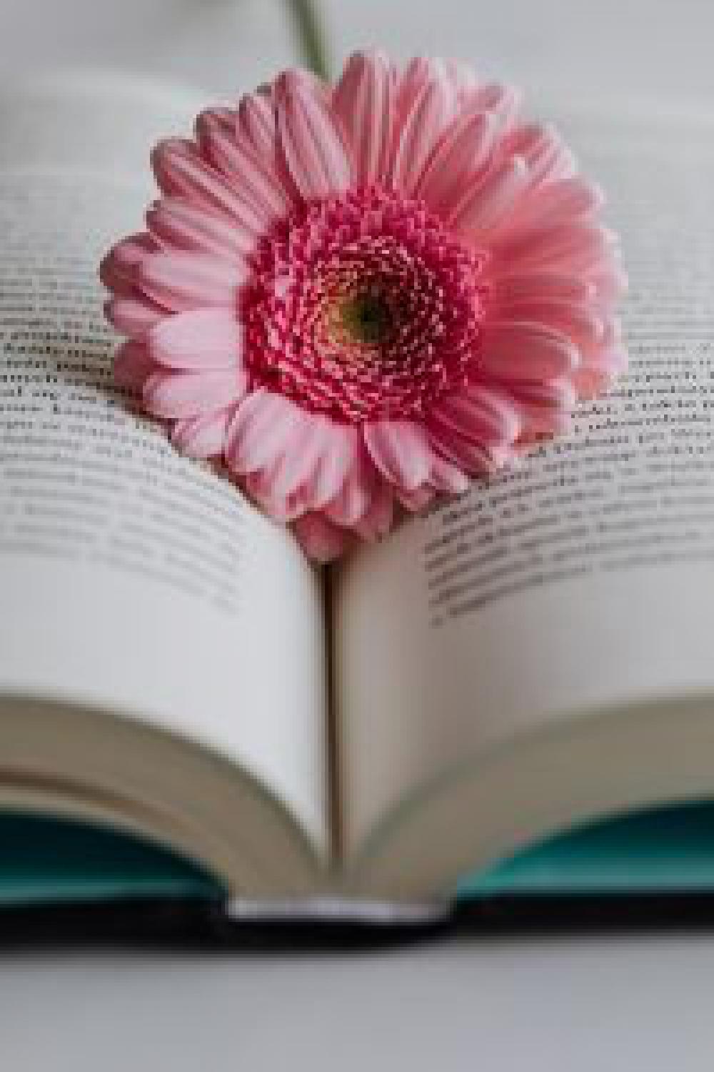 Gerbera & Book Gerbera & Book