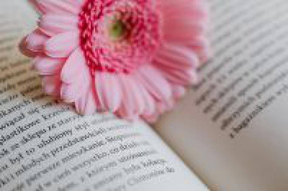 Gerbera & Book Gerbera & Book