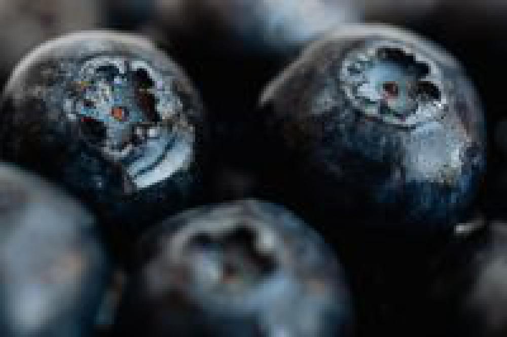 Blueberries Backgrounds Blueberries Backgrounds