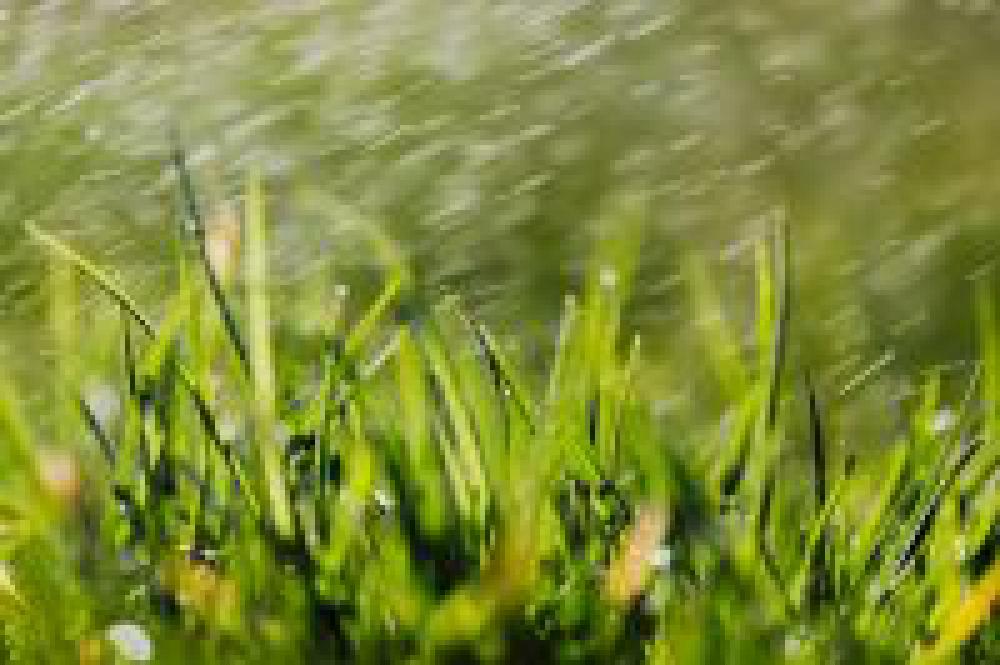 Spring Grass Spring Grass