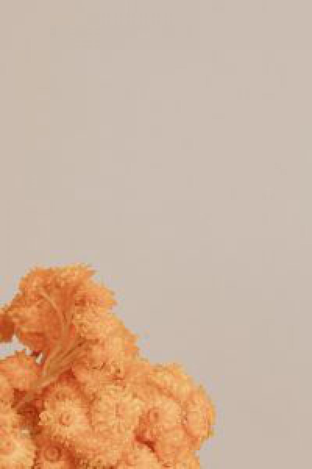 Orange dry flowers Orange dry flowers