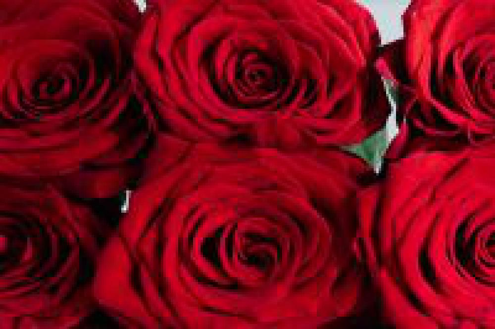 Rose Office Rose Office