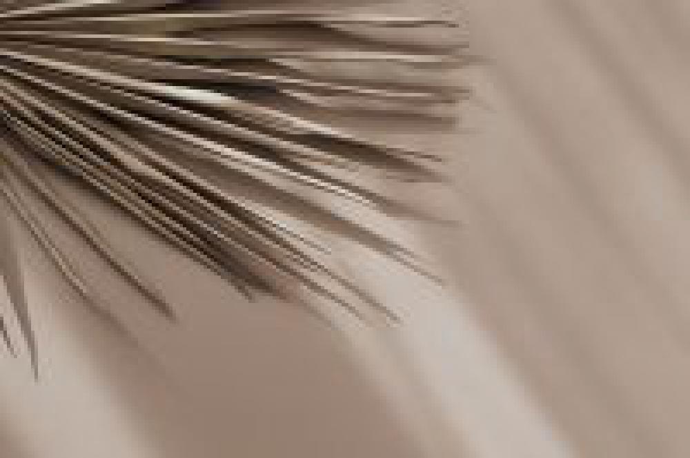 Neutral Palm Neutral Palm