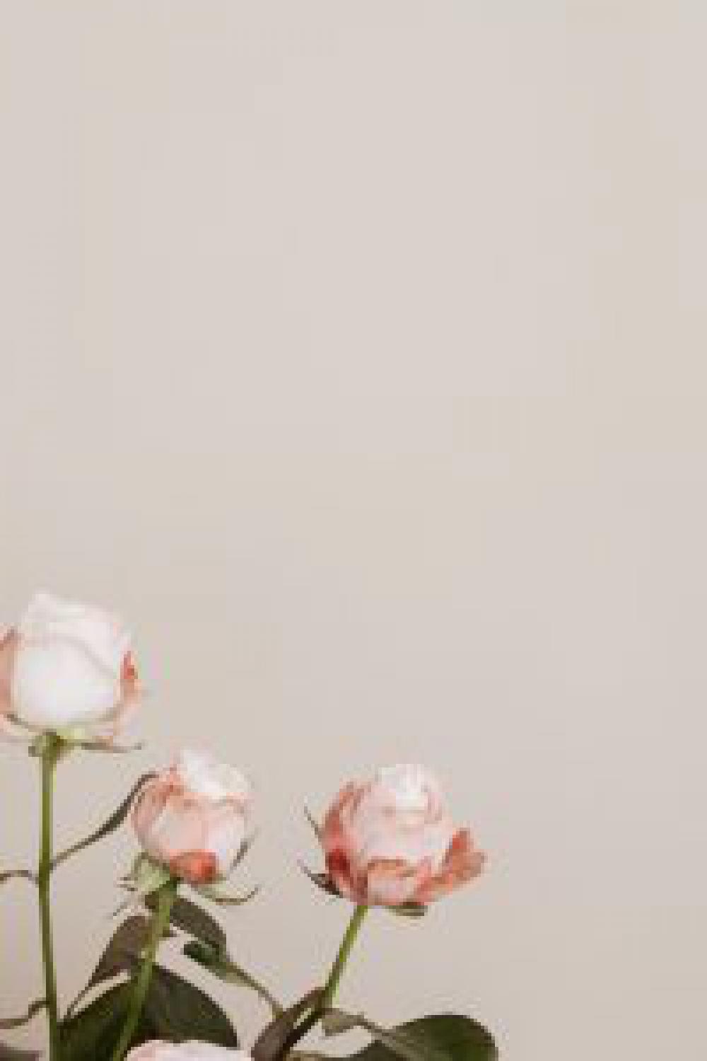 Bombastic rose Bombastic rose
