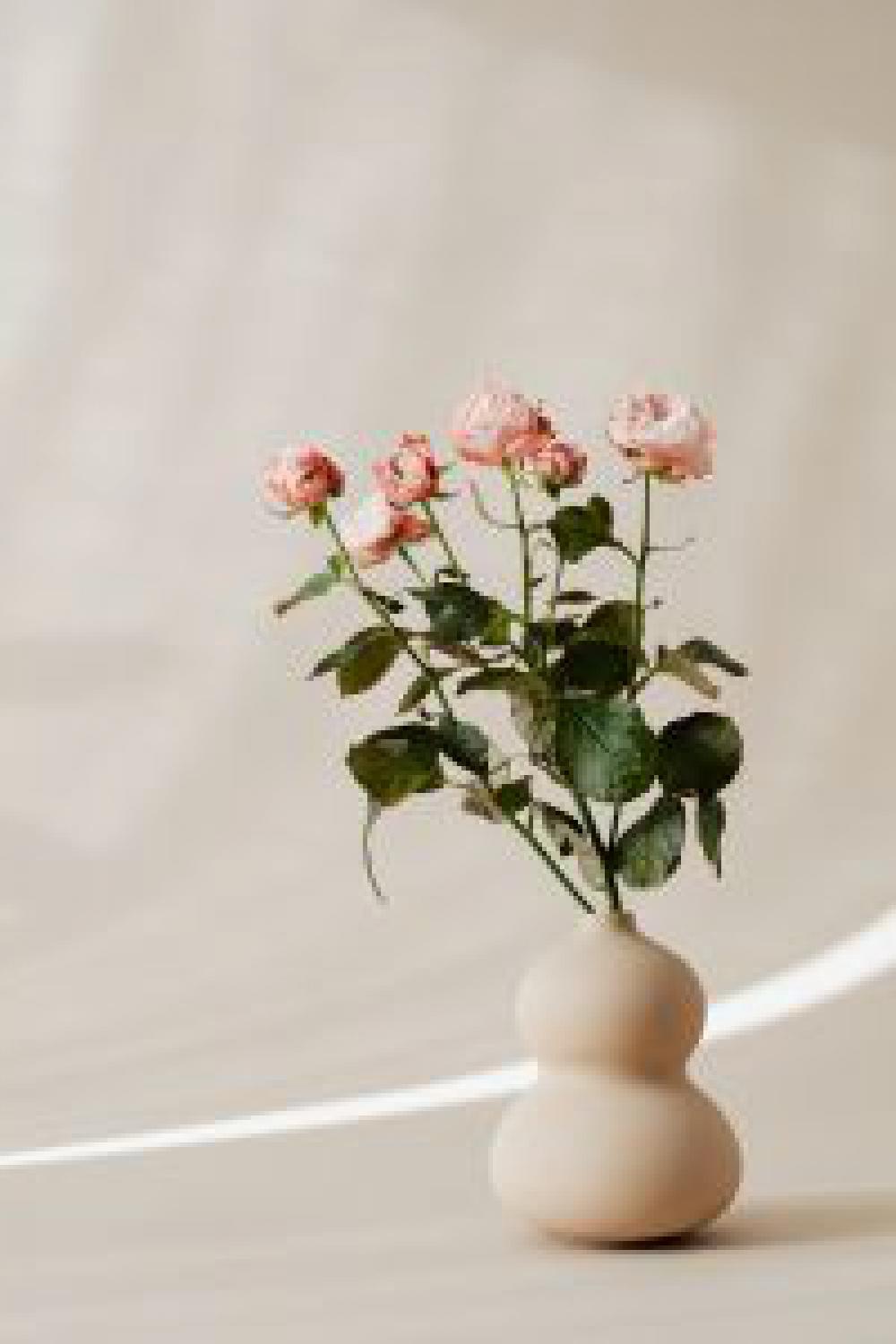 Bombastic rose Bombastic rose