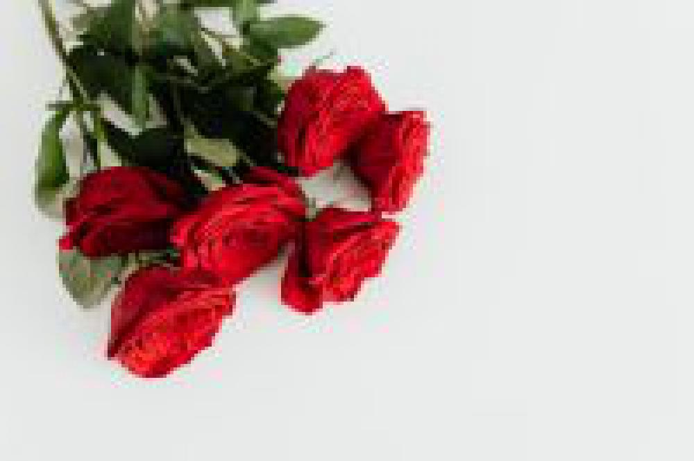 Red Roses Red Roses