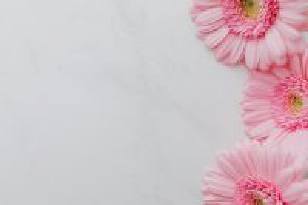 Pink Gerbera Background Pink Gerbera Background