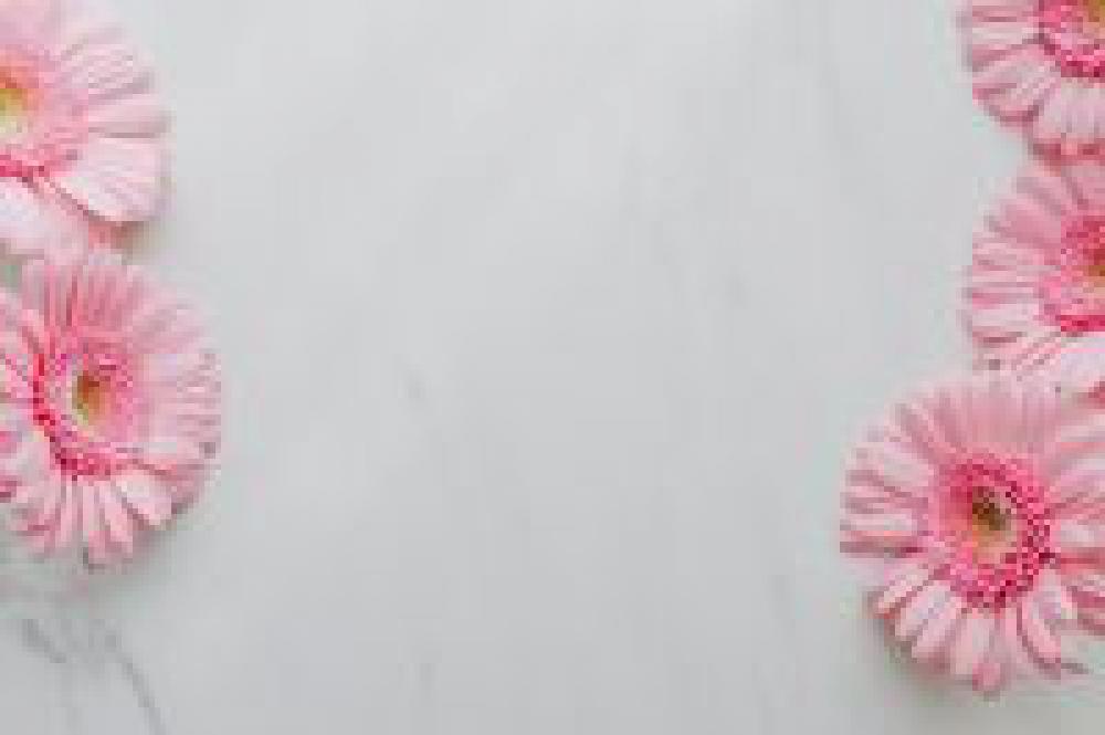 Pink Gerbera Background Pink Gerbera Background