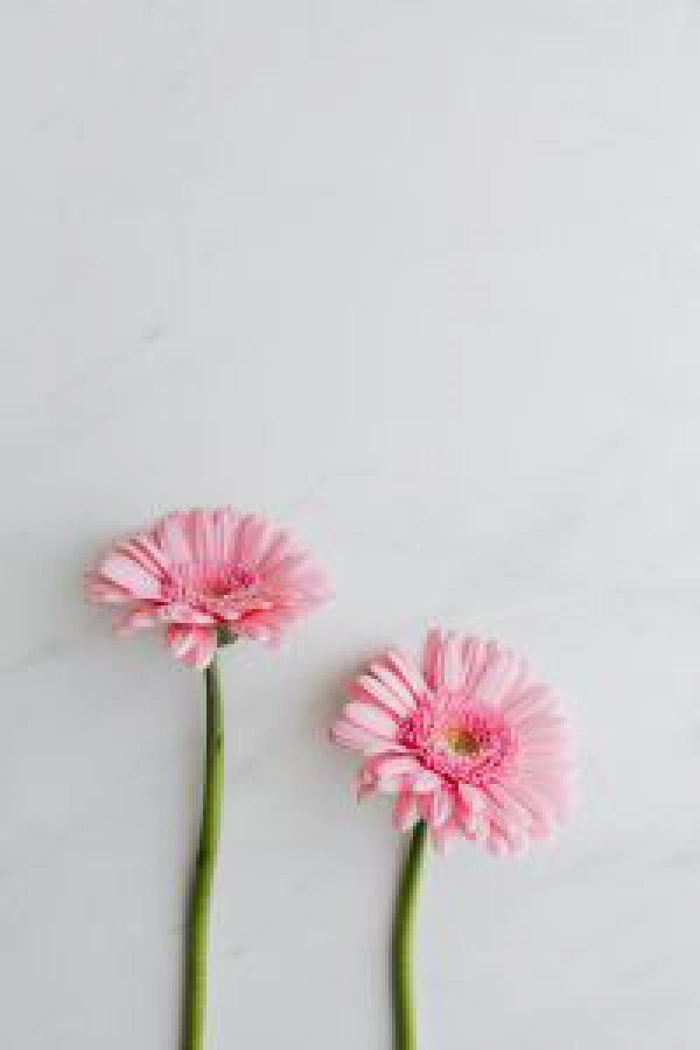 Pink Gerbera Background Pink Gerbera Background