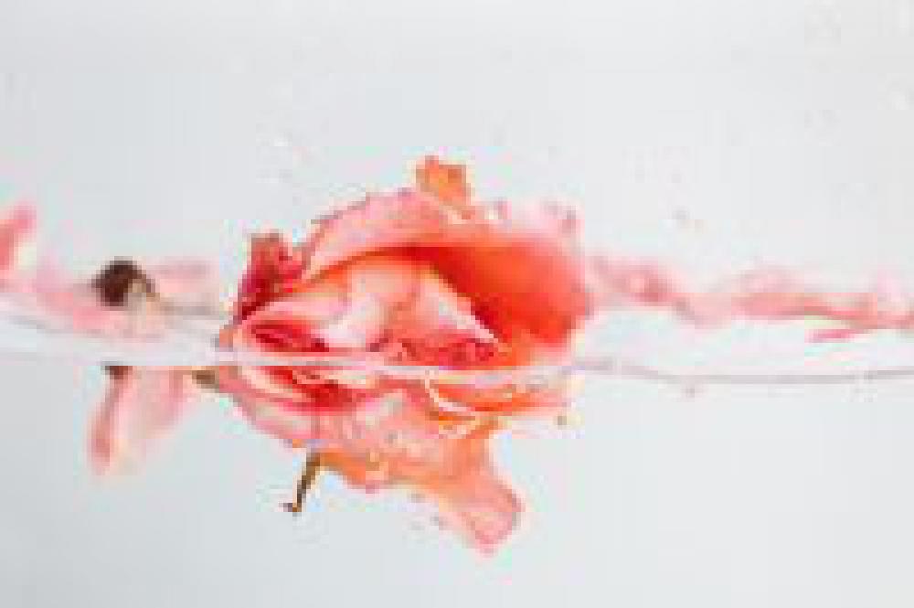 Rose in water Rose in water