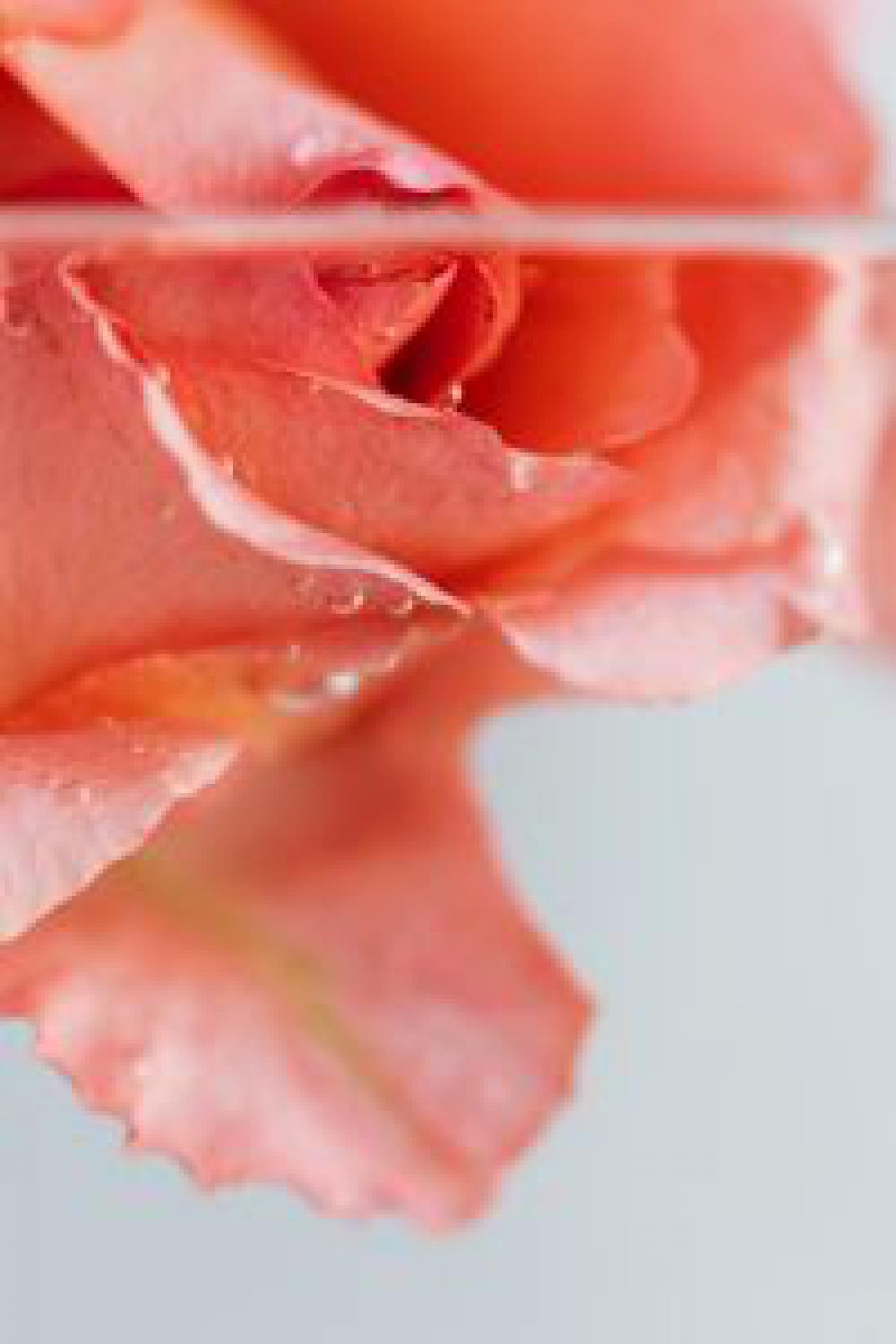 Rose in water Rose in water