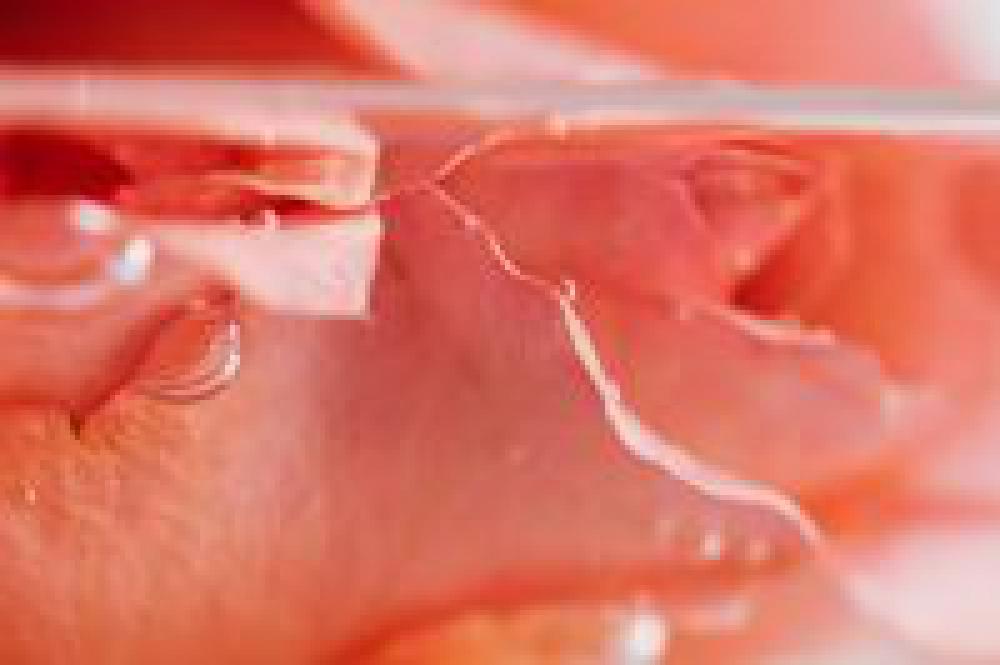 Rose in water Rose in water
