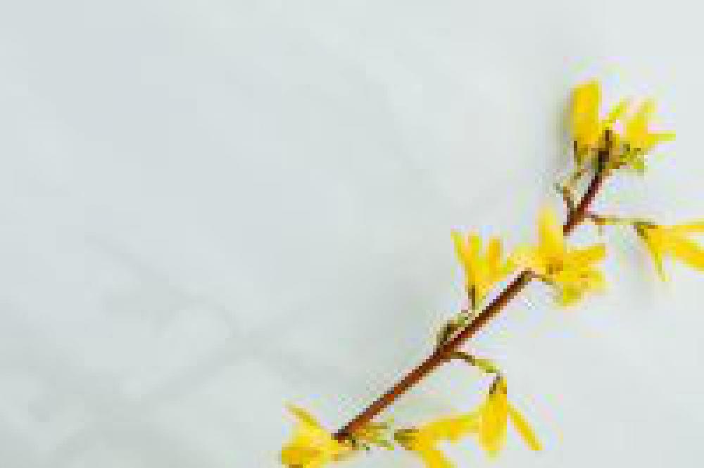 Easter Backgrounds - Free Photos Easter Backgrounds - Free Photos