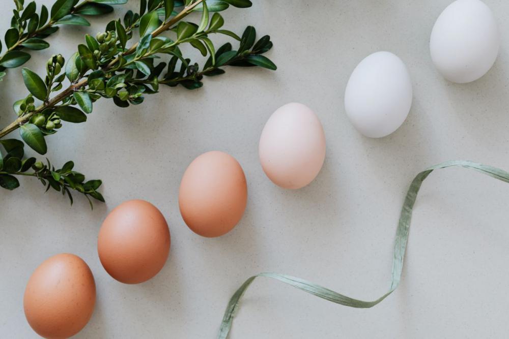 Shades of eggs Shades of eggs