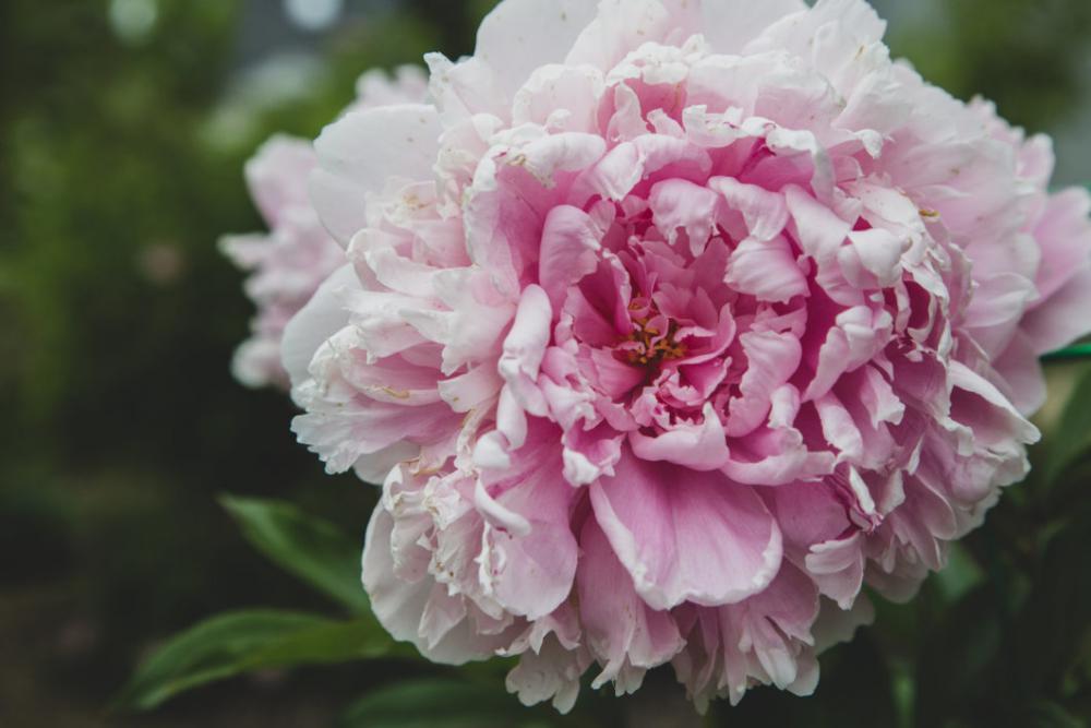 Macro Flower Garden Free Photo Macro Flower Garden Free Photo