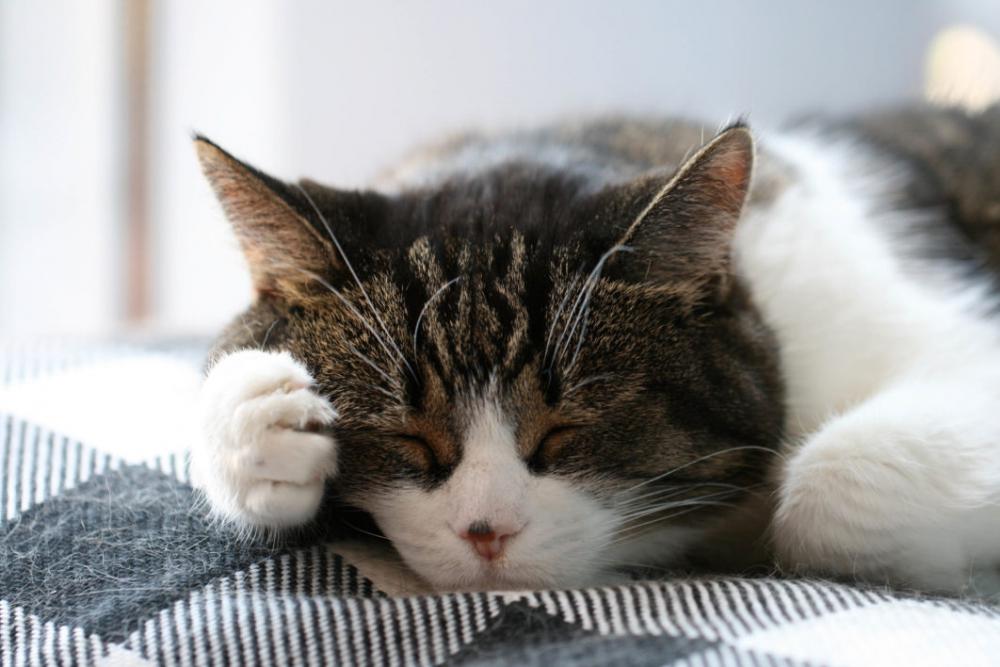 Sleeping Cat Free Photo Sleeping Cat Free Photo