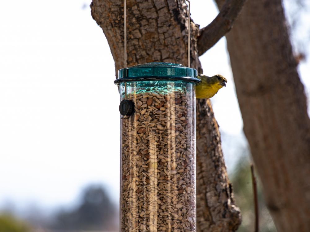 GoldFinch Perched GoldFinch Perched