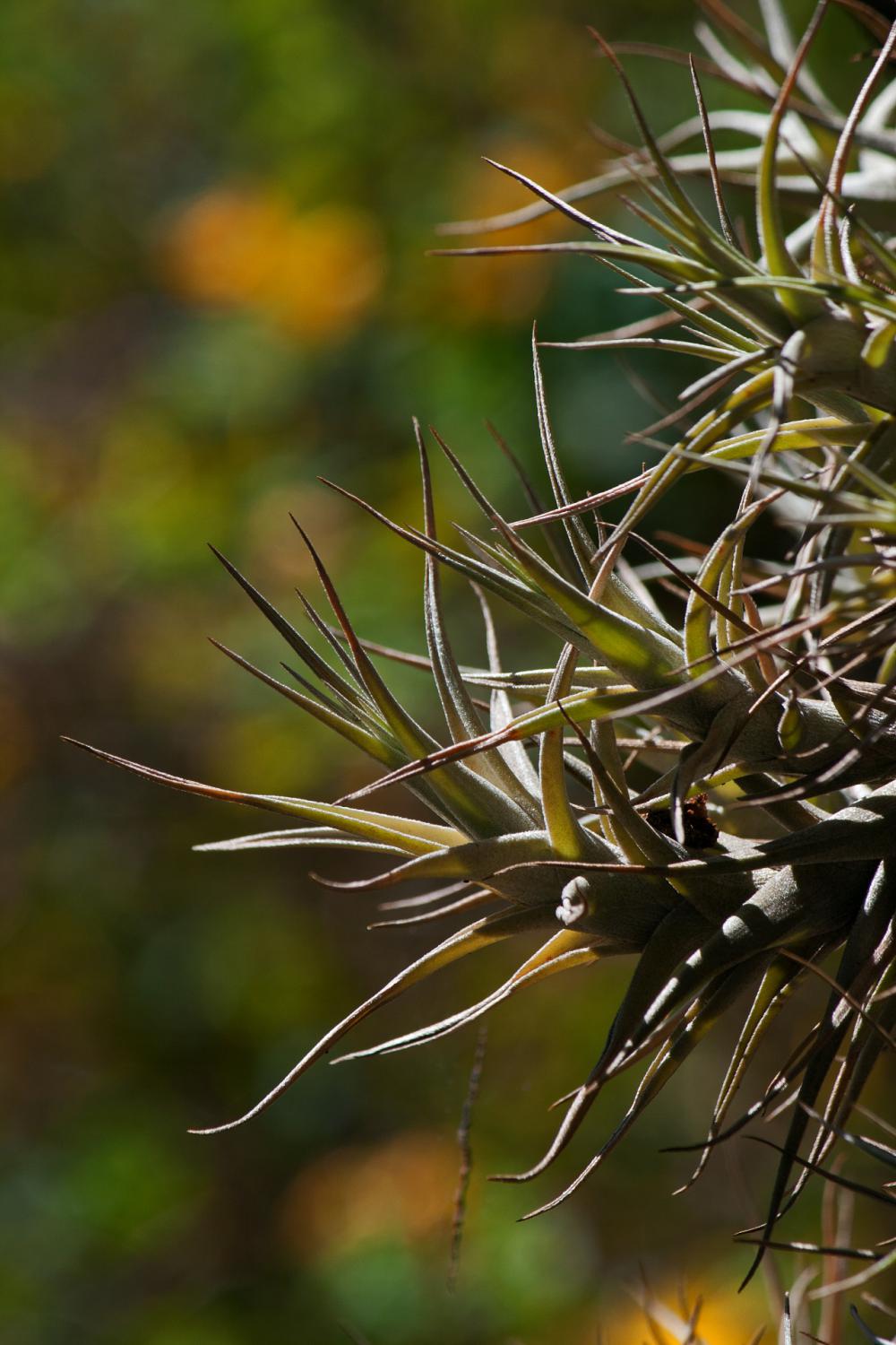 Pointed Sharp Leaves In A Cluster Pointed Sharp Leaves In A Cluster