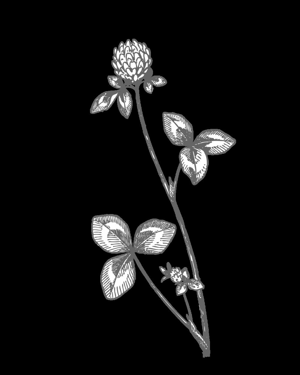 Red Clover Drawing Clipart Red Clover Drawing Clipart