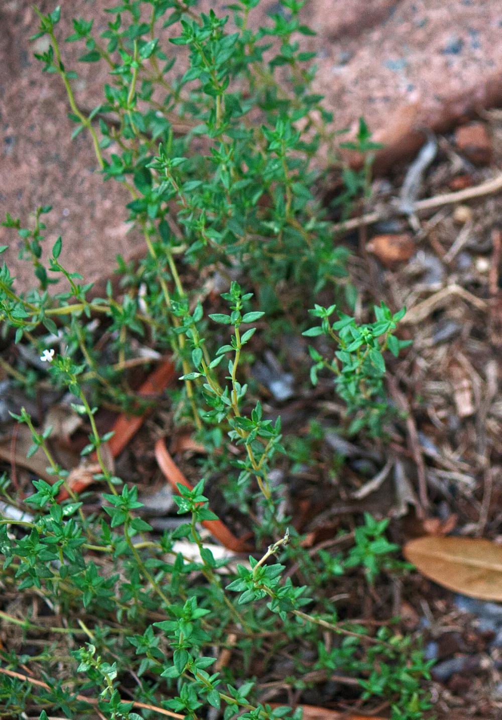 Fine Leaves On Green Thyme Plant Fine Leaves On Green Thyme Plant