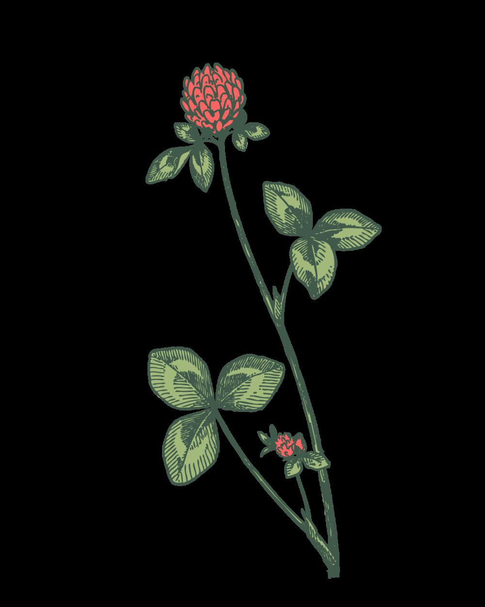 Red Clover Drawing Clipart Red Clover Drawing Clipart