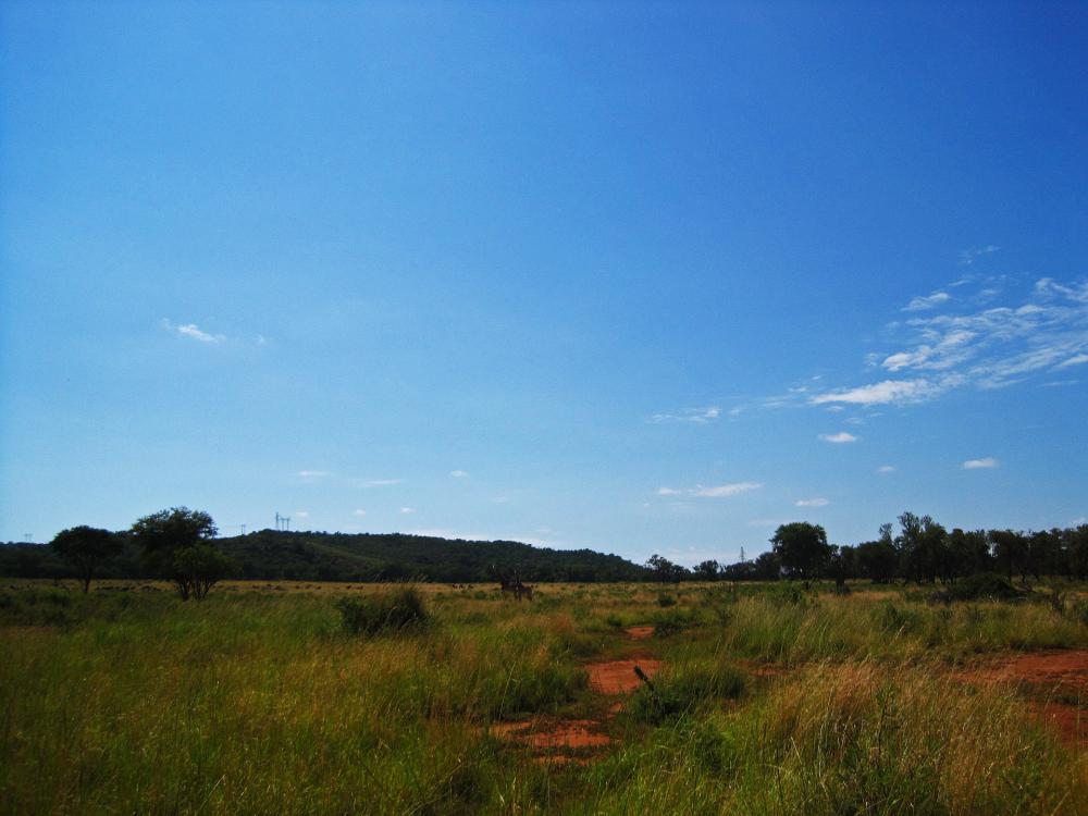 Open Savanna With Some Trees Open Savanna With Some Trees