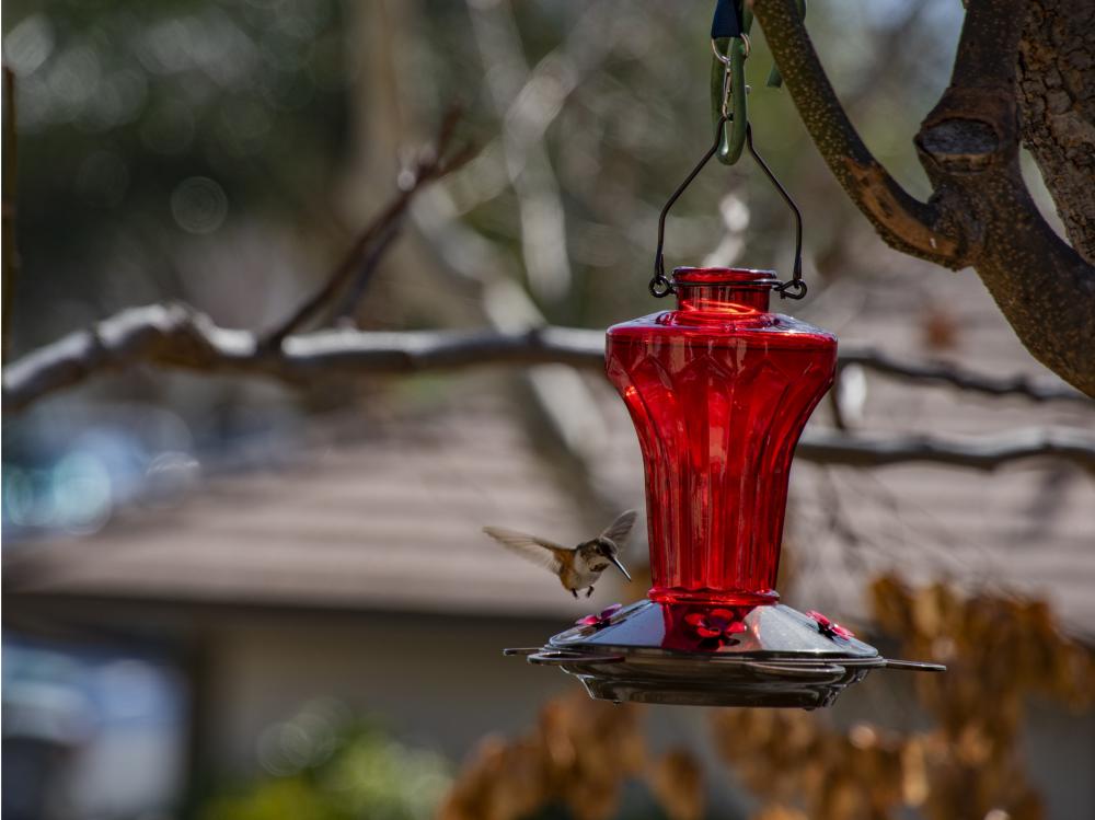 Hovering Hummingbird Hovering Hummingbird
