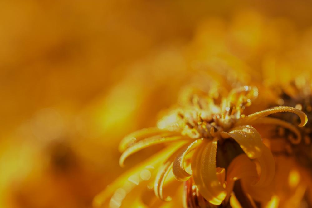 yellow flower background floral flora yellow flower background floral flora