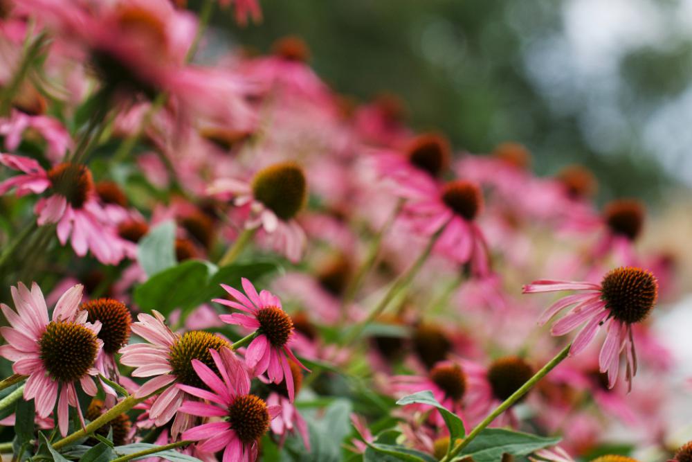 pink garden flower bloom fresh pink garden flower bloom fresh
