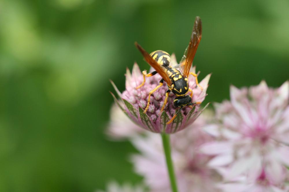 bee flower close up wasp insect bee flower close up wasp insect