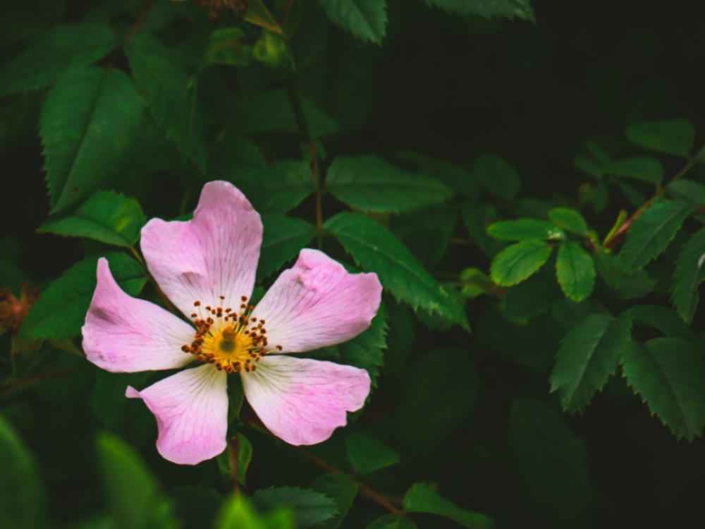 wild rose flower garden nature wild rose flower garden nature