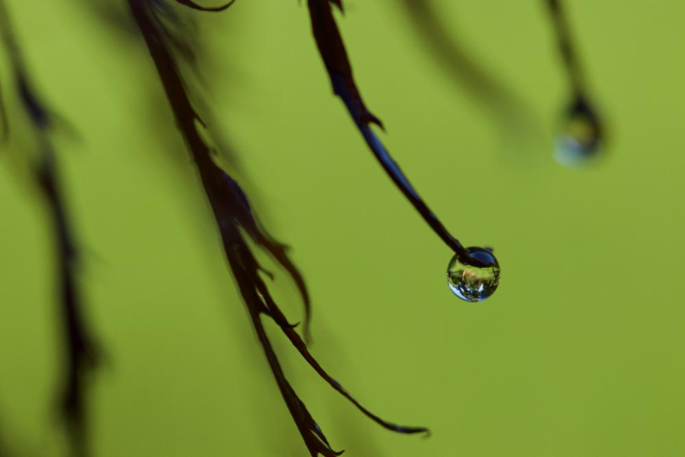 dew drops nature plant branch dew drops nature plant branch
