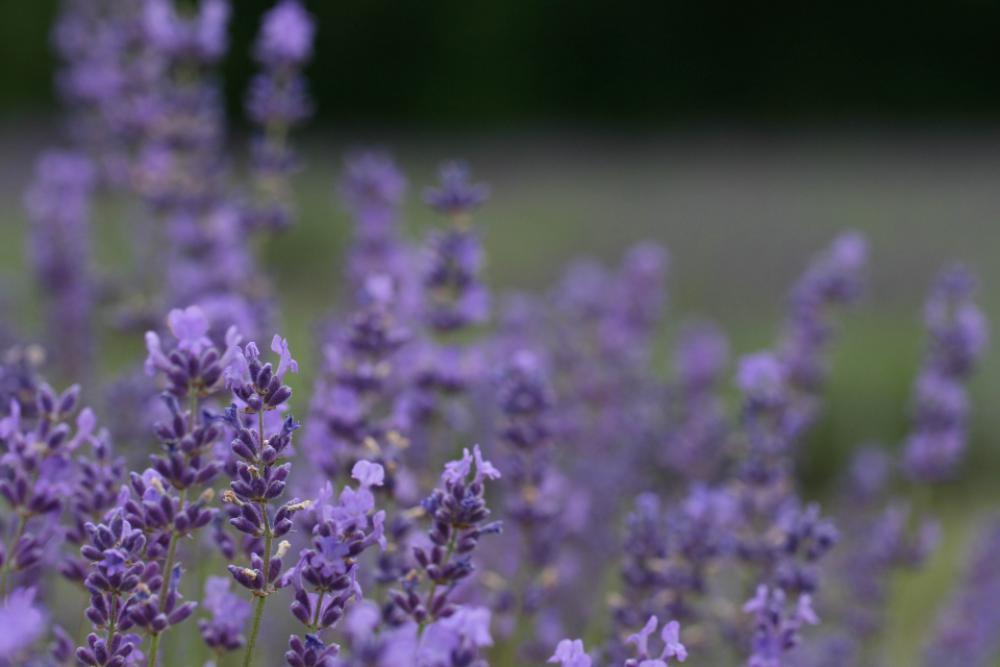 flower field lavender nature outdoors flower field lavender nature outdoors