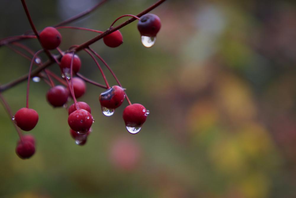 rain drops nature plant berry rain drops nature plant berry