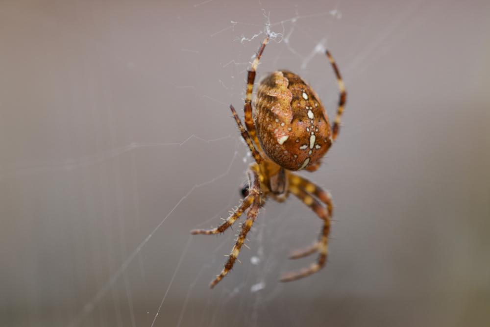 spider web insect animal garden spider web insect animal garden