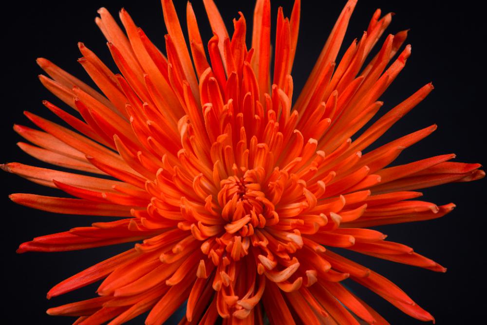 orange flower macro close up garden orange flower macro close up garden
