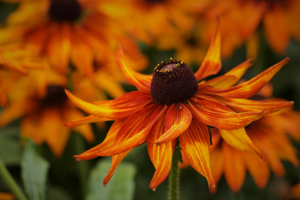 orange close up fresh petals flora orange close up fresh petals flora