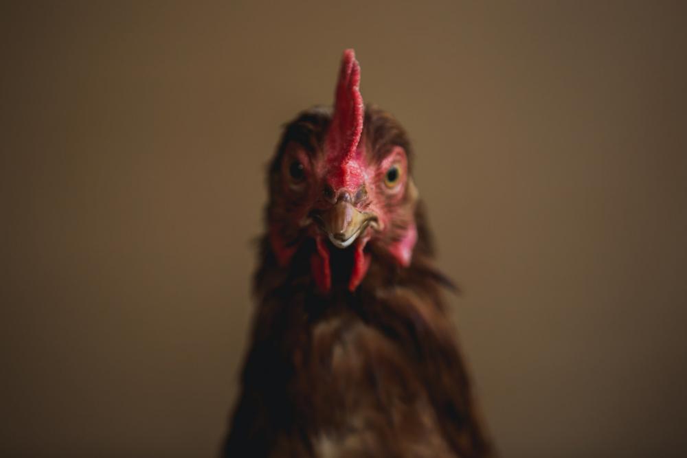Cock-A-Doodle-Doo? Photo Cock-A-Doodle-Doo? Photo