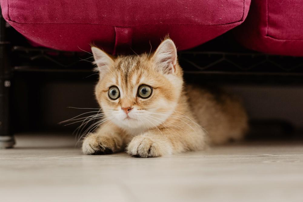 Scared Kitty Hiding Photo Scared Kitty Hiding Photo