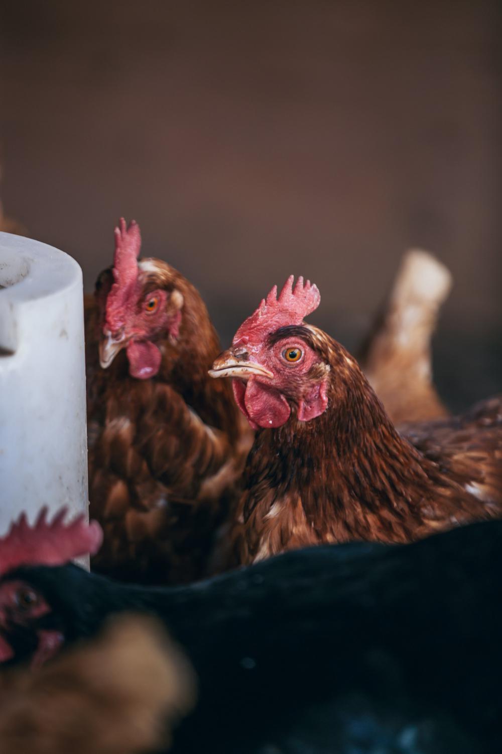 Group Of Farm Chickens Photo Group Of Farm Chickens Photo