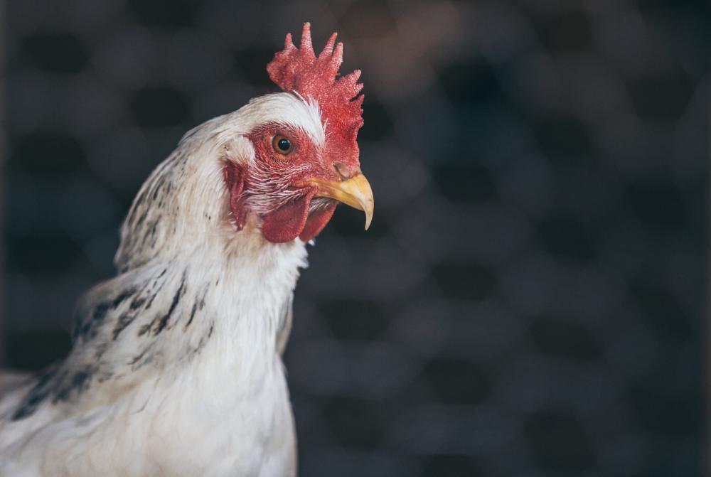 Chicken Through Fencing Photo Chicken Through Fencing Photo