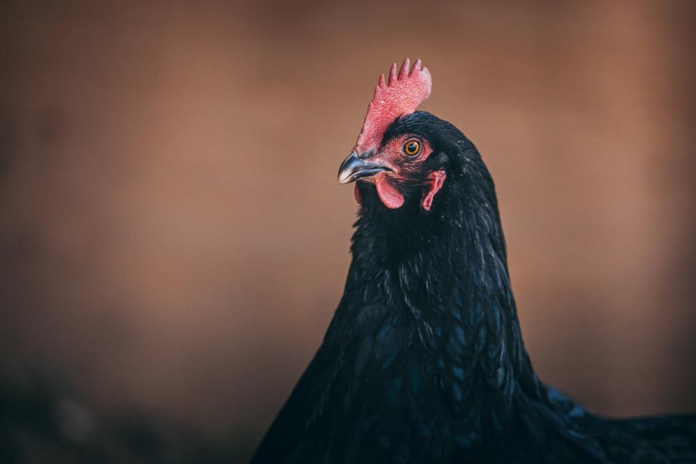 Black Chicken Posing Photo Black Chicken Posing Photo