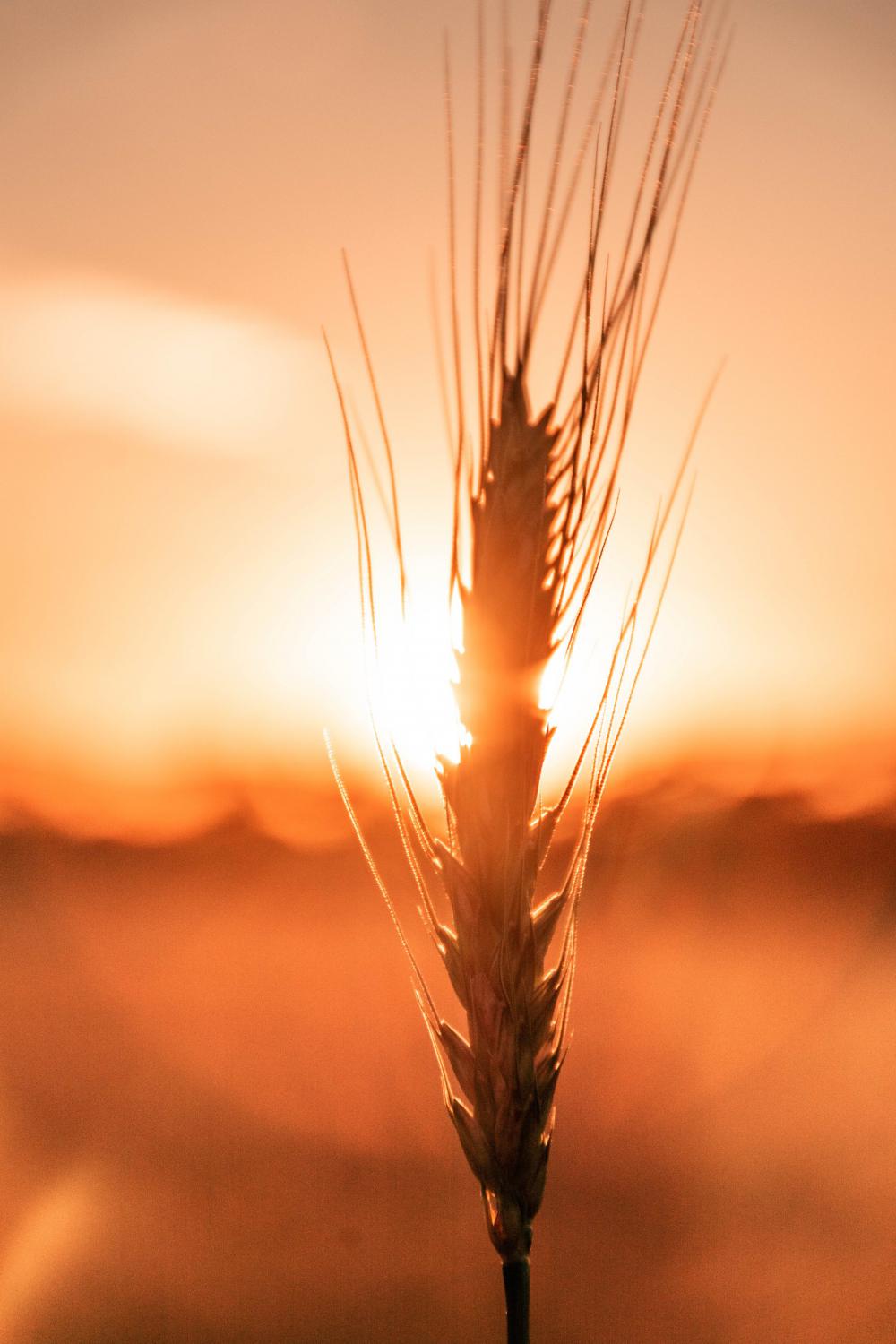 Wheat And A Sunset Photo Wheat And A Sunset Photo