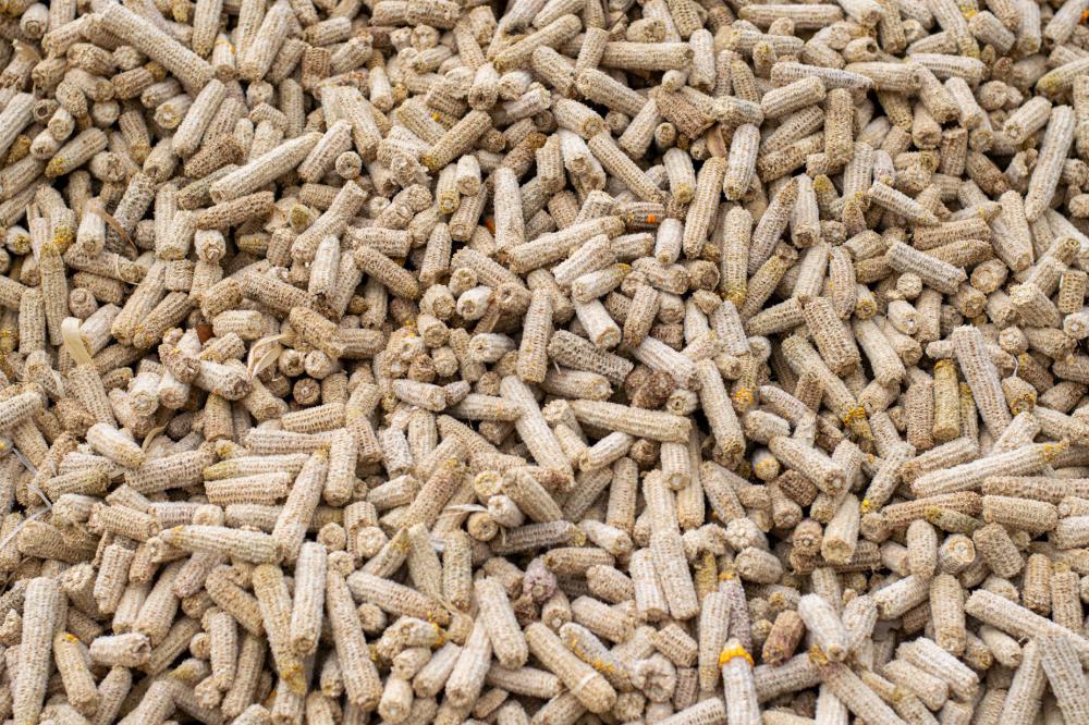 Bed Of Shucked Corn Cobs Photo Bed Of Shucked Corn Cobs Photo